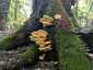 Sárga gévagomba (Laetiporus sulphureus), Budai-hegység